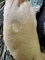 Tubifera