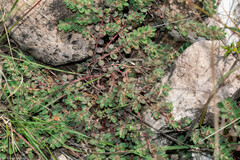 Euphorbia velleriflora