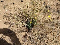 Grindelia hallii