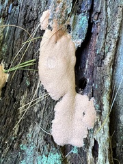 Tubifera