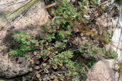 Euphorbia velleriflora