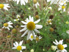Anthemis cotula