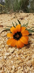 Gazania ciliaris