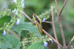 Semiotus cuspidatus