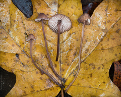 Mycena sanguinolenta