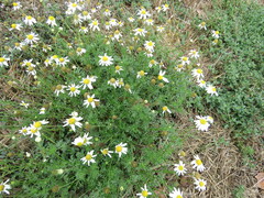 Anthemis cotula