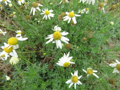 Anthemis cotula