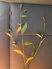 Persicaria longiseta