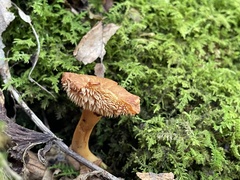 Hydnum umbilicatum