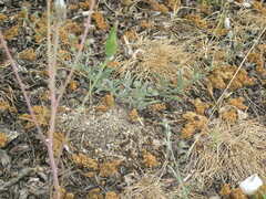 Scorzonera laciniata