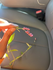 Persicaria longiseta