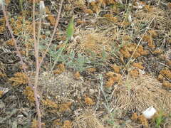 Scorzonera laciniata