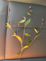 Persicaria longiseta