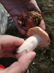 Lactarius torminosus