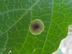 Cameraria hamameliella