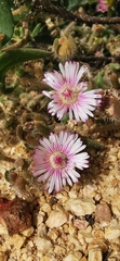 Drosanthemum hispifolium
