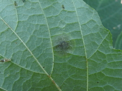 Cameraria hamameliella