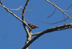 Chlorophonia elegantissima