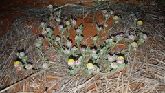 Helichrysum argyrosphaerum