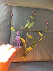 Persicaria longiseta