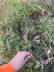 Persicaria longiseta
