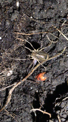 Odiellus spinosus