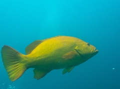 Gulf Grouper photo 5