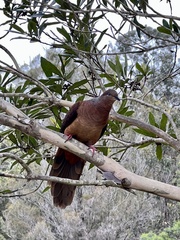 Macropygia phasianella