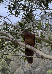 Macropygia phasianella