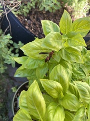 Polistes rubiginosus