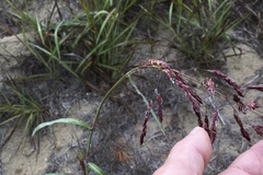 Sorghum halepense