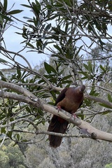 Macropygia phasianella