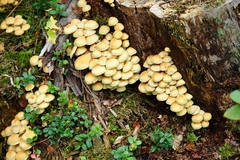 Hypholoma fasciculare