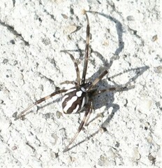 Latrodectus mactans