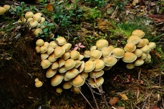 Hypholoma fasciculare