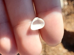 Striarca lactea