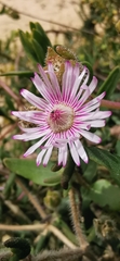 Drosanthemum hispifolium