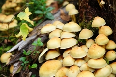 Hypholoma fasciculare