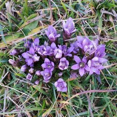 Gentianella germanica