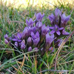 Gentianella germanica