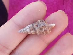 Cerithium