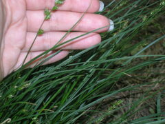 Carex divulsa