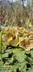 Arctopus monacanthus