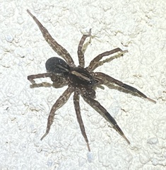 Trochosa