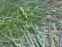 Carex divulsa