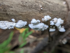 Schizophyllum commune