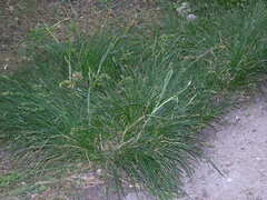 Carex divulsa