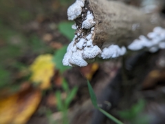 Schizophyllum commune