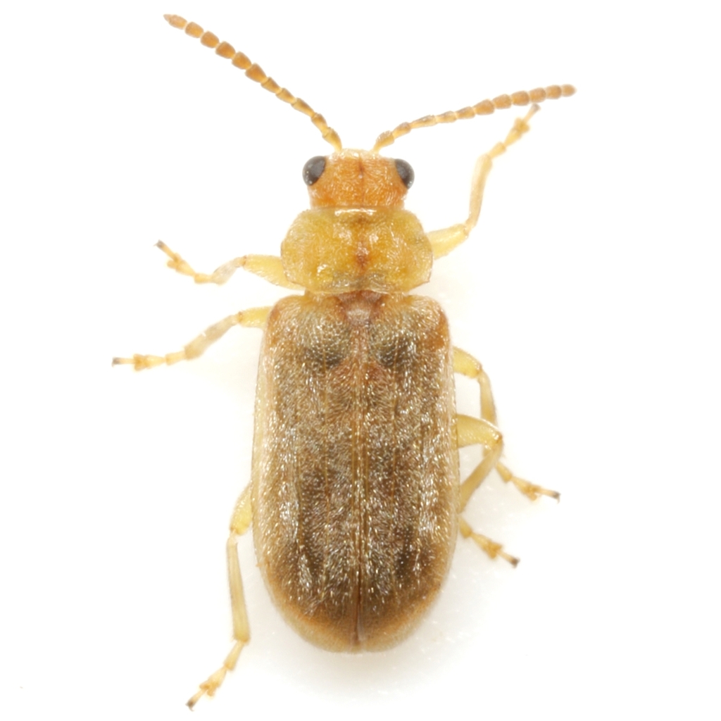 Yingabruxia batisia