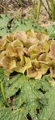 Arctopus monacanthus